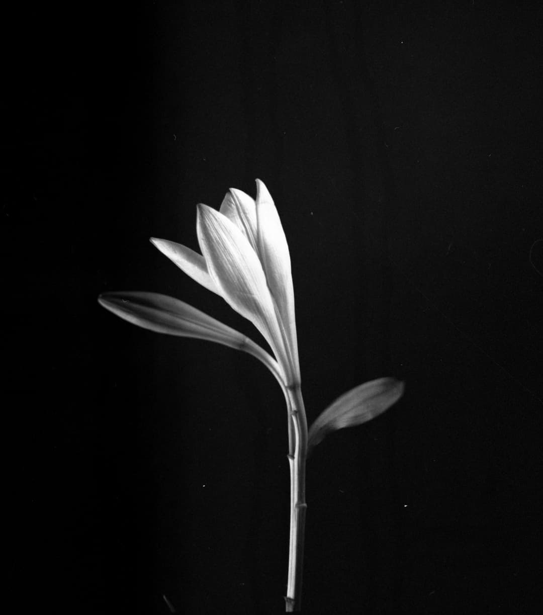 img008-2.jpg