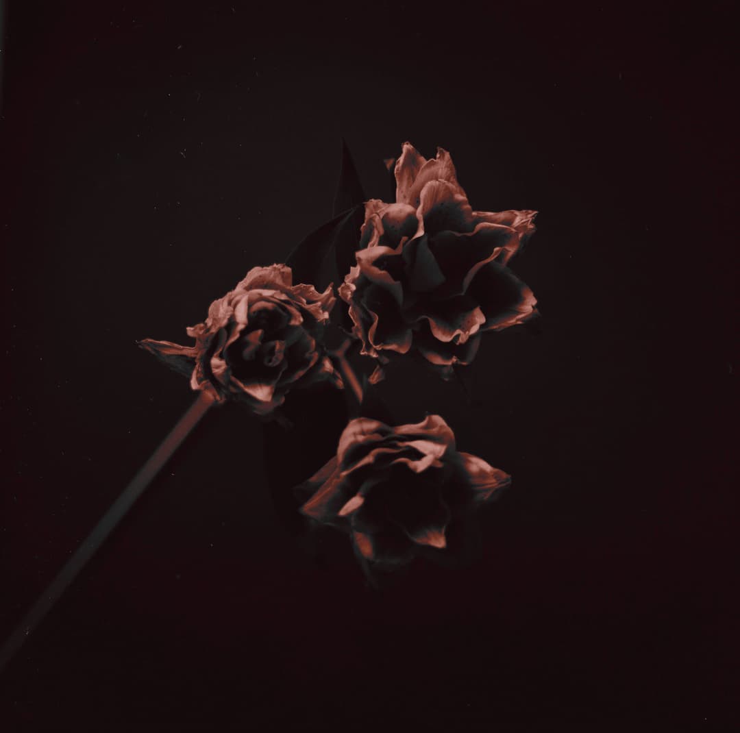 img019.jpg